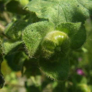 Photographie n°2134547 du taxon Malva arborea (L.) Webb & Berthel. [1837]