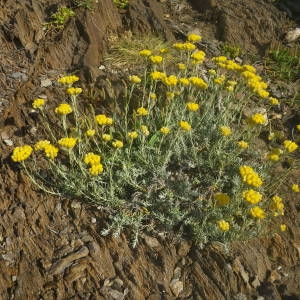 Photographie n°2134577 du taxon Helichrysum stoechas (L.) Moench [1794]