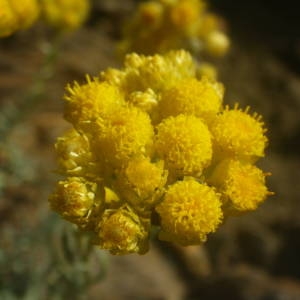 Photographie n°2134579 du taxon Helichrysum stoechas (L.) Moench [1794]