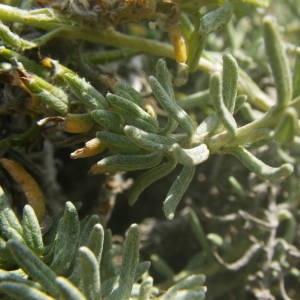 Photographie n°2134581 du taxon Helichrysum stoechas (L.) Moench [1794]