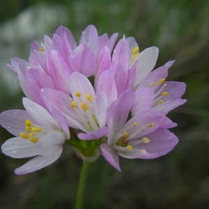 Photographie n°2134600 du taxon Allium roseum L. [1753]