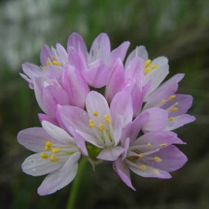 Photographie n°2134602 du taxon Allium roseum L. [1753]