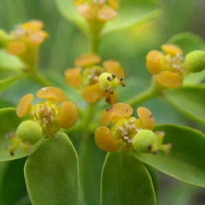 Photographie n°2134604 du taxon Euphorbia flavicoma subsp. verrucosa (Fiori) Pignatti [1973]