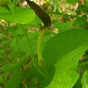 Photographie n°2134613 du taxon Aristolochia rotunda L. [1753]