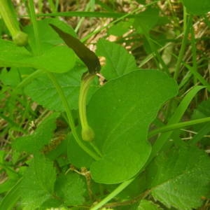 Photographie n°2134614 du taxon Aristolochia rotunda L. [1753]