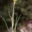  Liliane Roubaudi - Tragopogon dubius Scop. [1772]