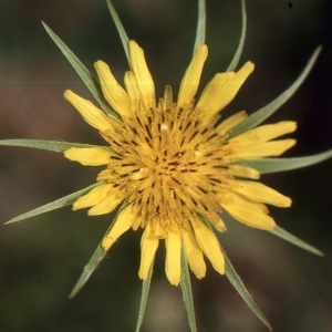 Photographie n°2134622 du taxon Tragopogon dubius Scop. [1772]