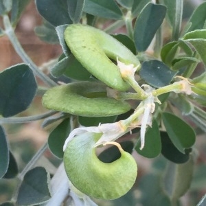 Photographie n°2134626 du taxon Medicago arborea L. [1753]