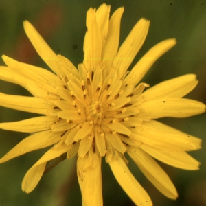 Photographie n°2134639 du taxon Tragopogon pratensis L. [1753]