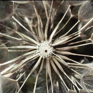 Photographie n°2134643 du taxon Tragopogon pratensis L. [1753]