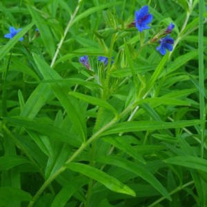 Photographie n°2134661 du taxon Buglossoides purpurocaerulea (L.) I.M.Johnst. [1954]