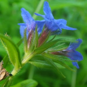 Photographie n°2134663 du taxon Buglossoides purpurocaerulea (L.) I.M.Johnst. [1954]