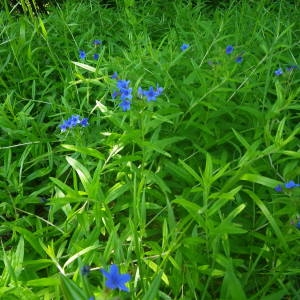 Photographie n°2134665 du taxon Buglossoides purpurocaerulea (L.) I.M.Johnst. [1954]