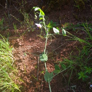 Photographie n°2134670 du taxon Lathyrus oleraceus subsp. biflorus (Raf.) H.Schaef., Coulot & Rabaute [2016]