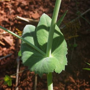 Photographie n°2134671 du taxon Lathyrus oleraceus subsp. biflorus (Raf.) H.Schaef., Coulot & Rabaute [2016]