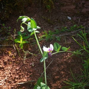 Photographie n°2134672 du taxon Lathyrus oleraceus subsp. biflorus (Raf.) H.Schaef., Coulot & Rabaute [2016]