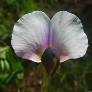 Photographie n°2134673 du taxon Lathyrus oleraceus subsp. biflorus (Raf.) H.Schaef., Coulot & Rabaute [2016]