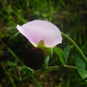 Photographie n°2134674 du taxon Lathyrus oleraceus subsp. biflorus (Raf.) H.Schaef., Coulot & Rabaute [2016]