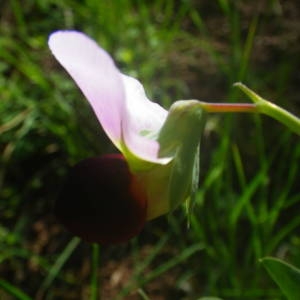 Photographie n°2134675 du taxon Lathyrus oleraceus subsp. biflorus (Raf.) H.Schaef., Coulot & Rabaute [2016]