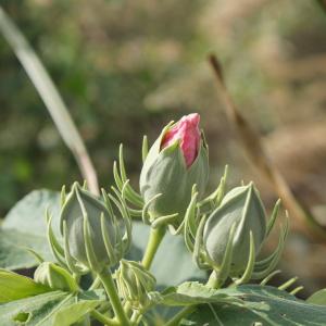 Photographie n°2134693 du taxon Hibiscus palustris L. [1753]