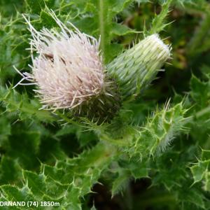 Photographie n°2134722 du taxon Cirsium x fissibracteatum Peterm. [1849]