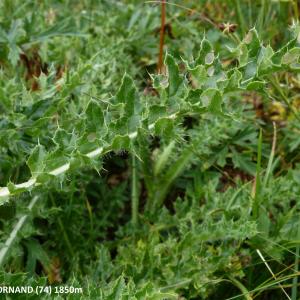  - Cirsium x fissibracteatum Peterm. [1849]