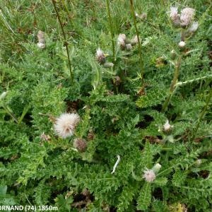  - Cirsium x fissibracteatum Peterm. [1849]