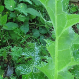 Photographie n°2134752 du taxon Silybum marianum (L.) Gaertn. [1791]