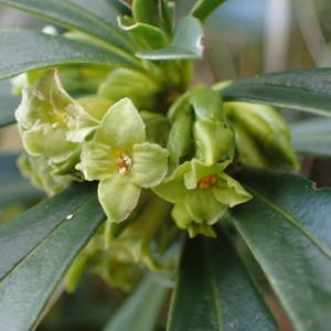 Photographie n°2134759 du taxon Daphne laureola L. [1753]