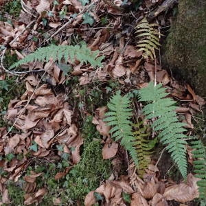 Photographie n°2134763 du taxon Polystichum setiferum (Forssk.) T.Moore ex Woyn. [1913]