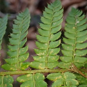 Photographie n°2134765 du taxon Polystichum setiferum (Forssk.) T.Moore ex Woyn. [1913]