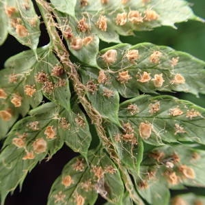 Photographie n°2134767 du taxon Polystichum setiferum (Forssk.) T.Moore ex Woyn. [1913]