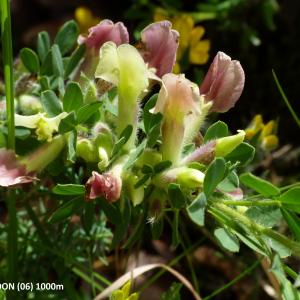 Photographie n°2134781 du taxon Cytisus hirsutus L. [1753]