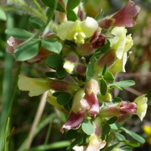 Photographie n°2134782 du taxon Cytisus hirsutus L. [1753]