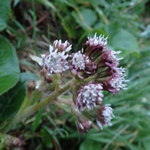 Photographie n°2134799 du taxon Petasites pyrenaicus (L.) G.López [1986]