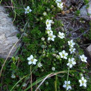 Photographie n°2134821 du taxon Arenaria biflora L. [1767]