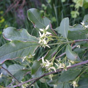 Photographie n°2134835 du taxon Euonymus europaeus L. [1753]