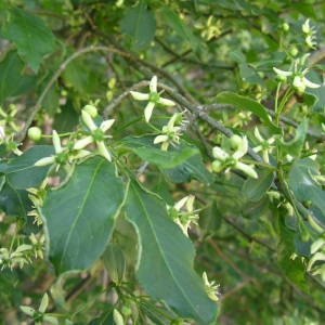 Photographie n°2134836 du taxon Euonymus europaeus L. [1753]