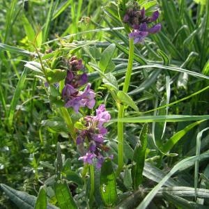 Photographie n°2134838 du taxon Vicia sepium L. [1753]