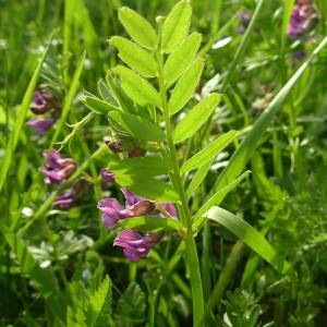 Photographie n°2134840 du taxon Vicia sepium L. [1753]