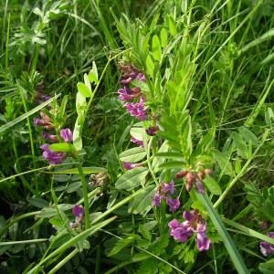 Photographie n°2134841 du taxon Vicia sepium L. [1753]