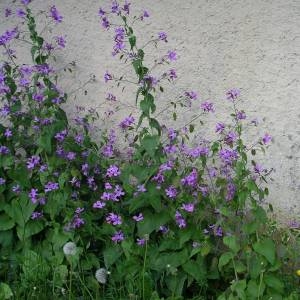 Photographie n°2134842 du taxon Lunaria annua L. [1753]