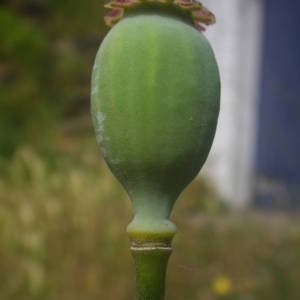 Photographie n°2134848 du taxon Papaver somniferum L. [1753]