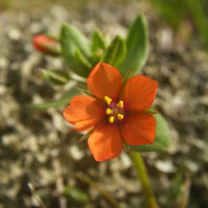 Photographie n°2134878 du taxon Lysimachia arvensis (L.) U.Manns & Anderb. [2009]