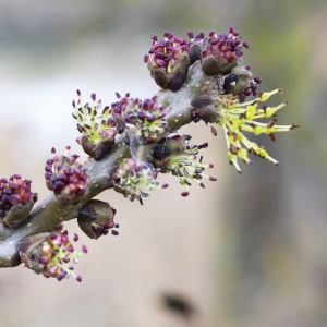 Photographie n°2134895 du taxon Fraxinus excelsior L. [1753]