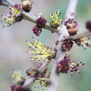 Photographie n°2134897 du taxon Fraxinus excelsior L. [1753]