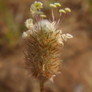 Photographie n°2134912 du taxon Plantago lagopus L. [1753]