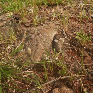 Photographie n°2134914 du taxon Plantago lagopus L. [1753]