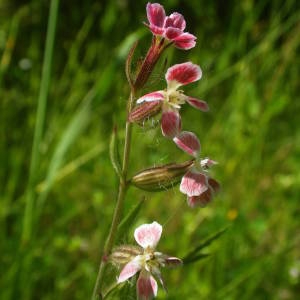 Photographie n°2134945 du taxon Silene gallica L. [1753]