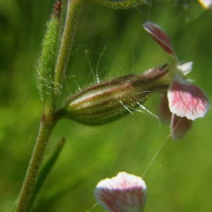 Photographie n°2134946 du taxon Silene gallica L. [1753]